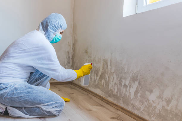 Mold Remediation specialist working in Bellaire