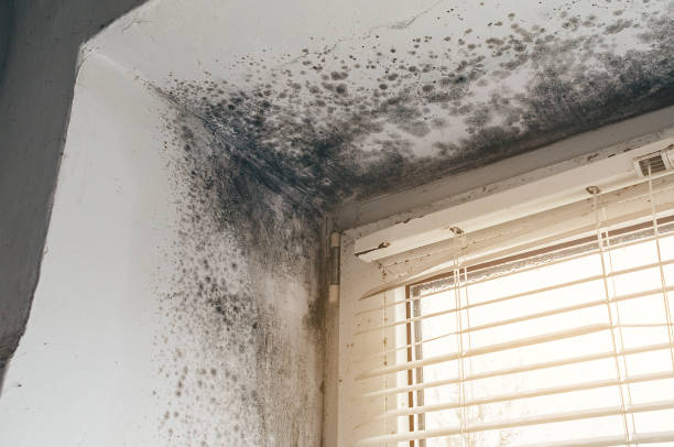Mold Removal service in Bellaire